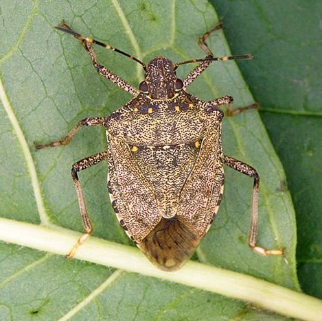Dr. Lee Townsend - Stink bugs