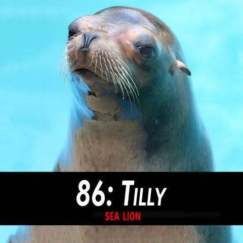 86 - Tilly the Sea Lion