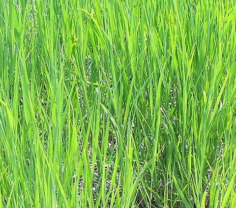L'erba nativa delle praterie USA può essere usata per produrre bioplastica