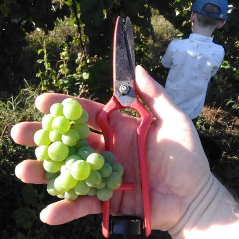 Grape Harvest in Bairrada, Portugal. And the Luis Pato Picking Party!