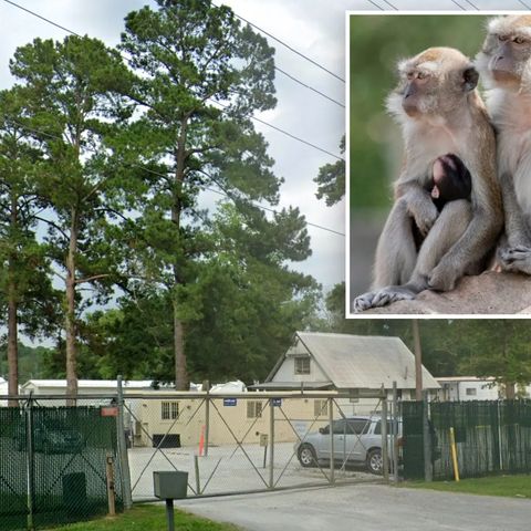 Monkey Escape From Bio Lab in South Carolina | Fauci Connection