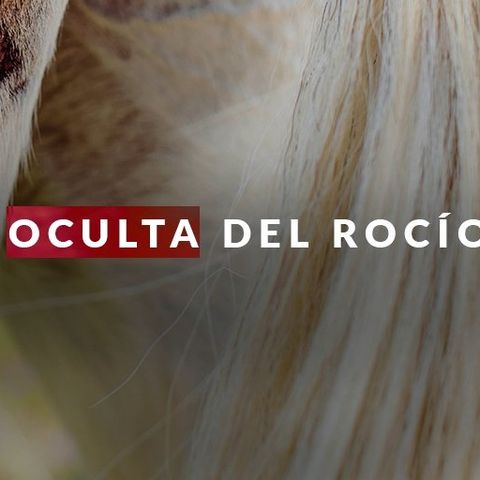 La muerte de 10 caballos y un buey en El Rocío reafirman la lucha contra el maltrato animal  #LaCafeteraSTOPMaltratoAnimal
