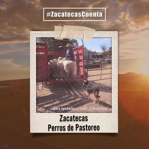 Zacatecas Cuenta con los perros de pastoreo