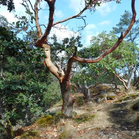 Arbutus Mount Power hike