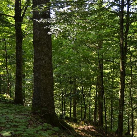 Lasciamo crescere i boschi. La cura degli alberi, con Cristiano Manni