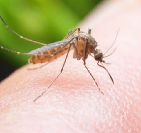 Estate e le zanzare: perche colpiscono alcuni soggetti e non altri