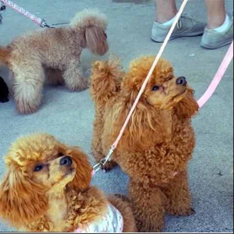 All About The Poodle Fun Day! - Dr Jo Sillince