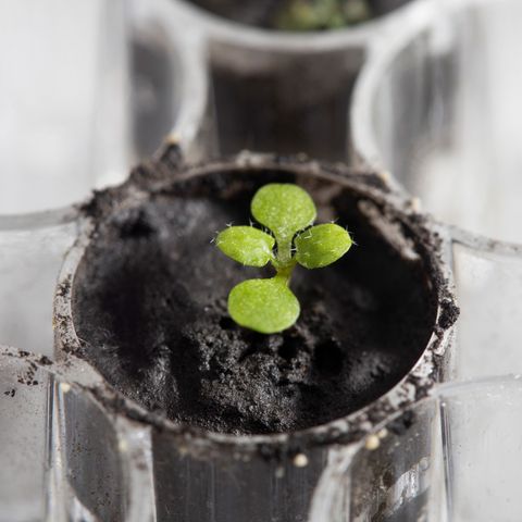 Space Plants