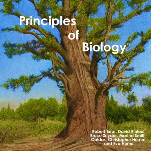 Chapter 9.3 Protists