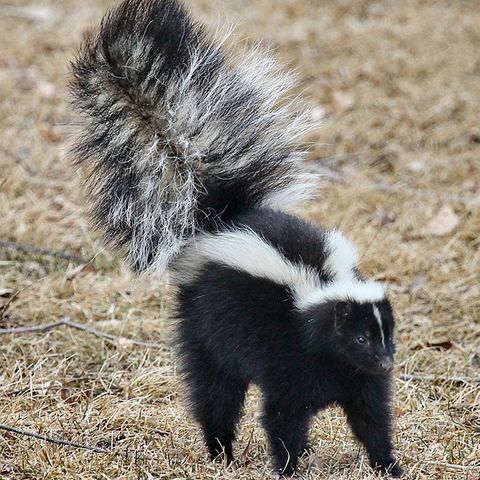 Moron Monday: Man Burns House Down With DIY Skunk Removal