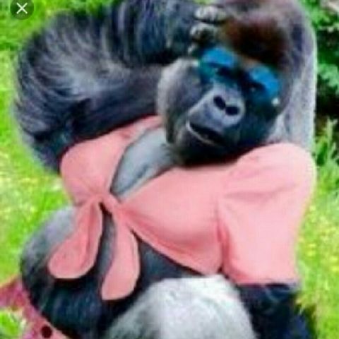🐸☕The Gorilla That Thinks She Sexy🐸☕
