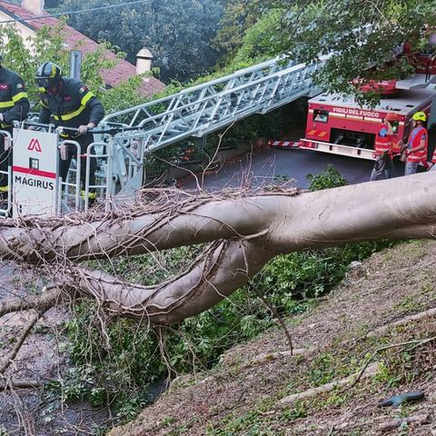 Albero secolare si sradica dal suolo e cade in strada dopo aver divelto i fili elettrici