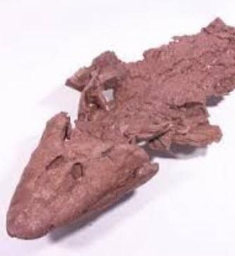 Talking about walking fossils