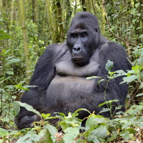 011.3 Eastern Lowland Gorilla