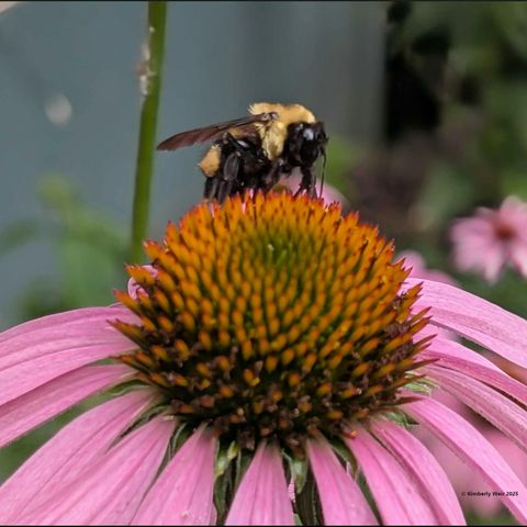 Buzzkill: What’s Really Threatening Our Bees