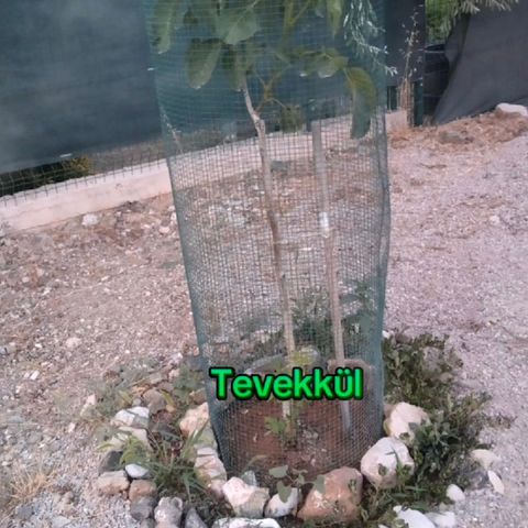 Tevekkül.mp3