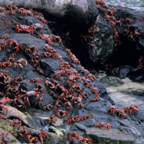 ക്രിസ്മസ് ദ്വീപില്‍ ചുവന്ന ഞണ്ടുകളുടെ ഹണിമൂണ്‍ കാലം | Red Crab Migration Christmas Island