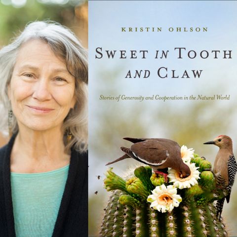 Author Kristin Ohlson - Sweet in Tooth and Claw