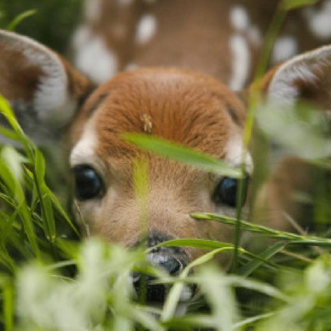 Redcreek Wildlife Rescue Center