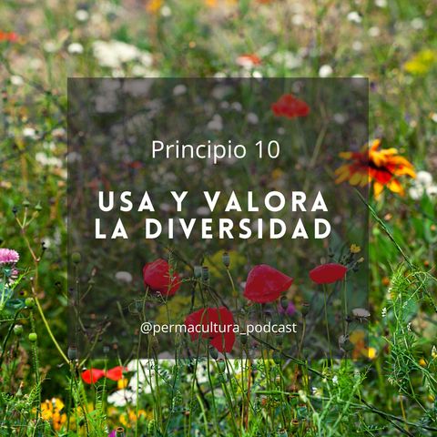 T1E15 - Principio 10 Usa y valora la diversidad
