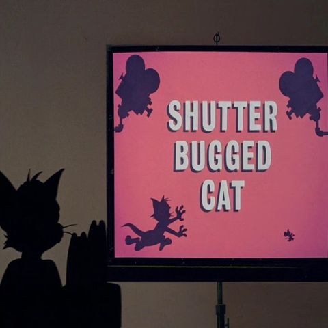 159. Shutter Bugged Cat