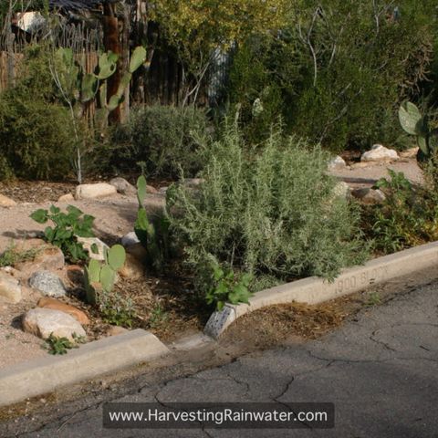 Rainwater Harvesting & Plants-As-Infrastructure with Brad Lancaster