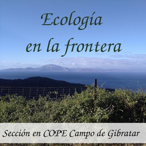 Ecología en la frontera #5 - 22/11/18 - Rorcual varado en Algeciras