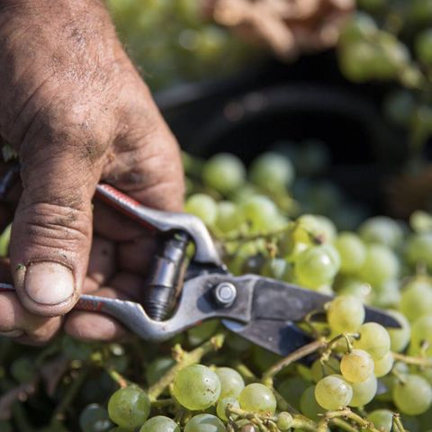 Breves de actualidad: La vendimia en Jerez finaliza recuperando niveles de producción previos a la sequía