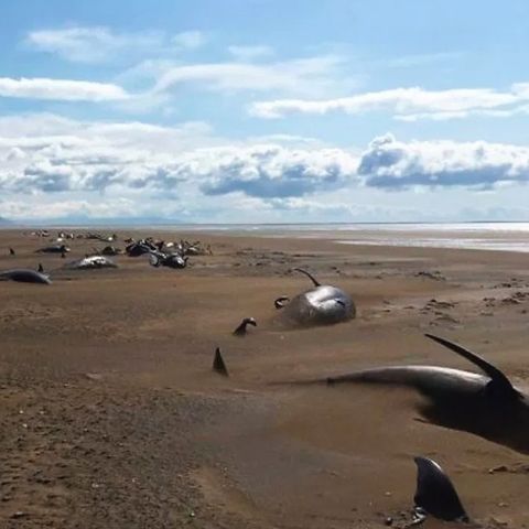 Encuentran 50 ballenas muertas en Islandia