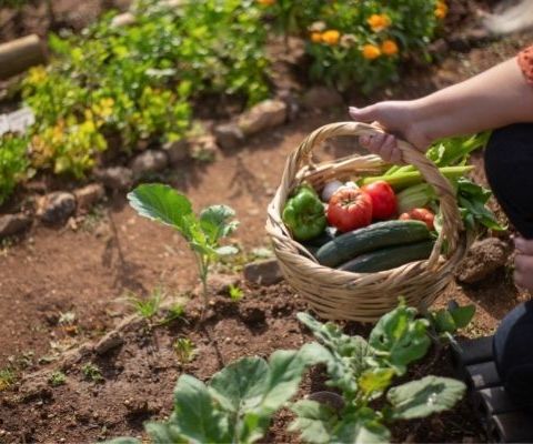 La Bioinfo de Chérie : en route vers l'autonomie alimentaire !