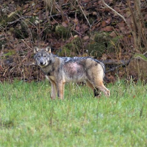 Contenimento dei lupi, la specie sarà “meno” protetta. Dalla Provincia: “un’ottima notizia”