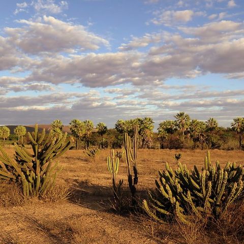 Brasile, la desertificazione dimezza la funzionalità del terreno