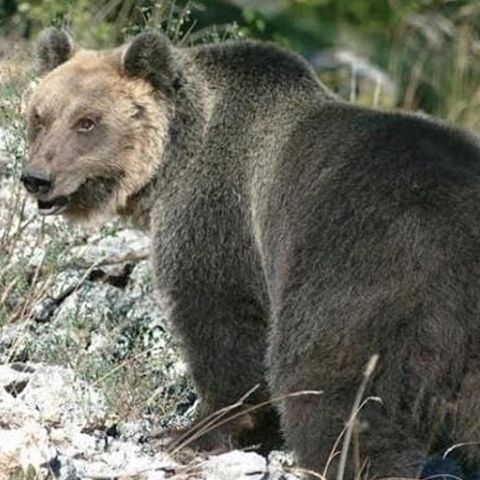 È tempo di letargo per M49, l'orso più ricercato d'Italia