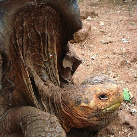 Lonesome George by Roger Jenkins
