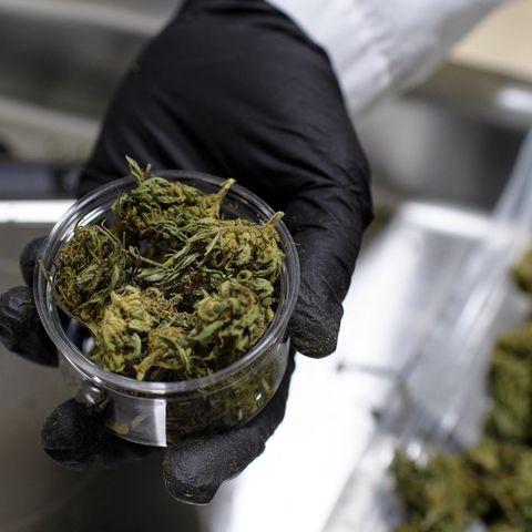 Legalizing weed hasn't fixed all cannabis workers' problems—but unionizing can