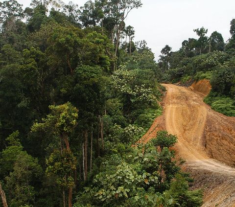 Biomassa al posto del carbon in Indonesia fa crescere la deforestazione
