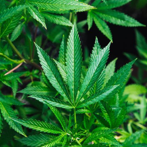 Podcast 36:  Illinois Marijuana Legalization