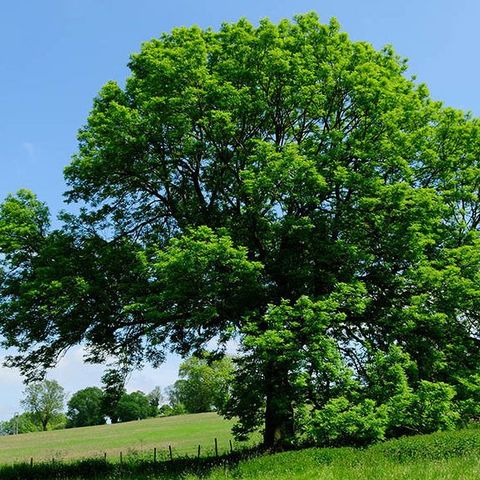 El árbol de los dones