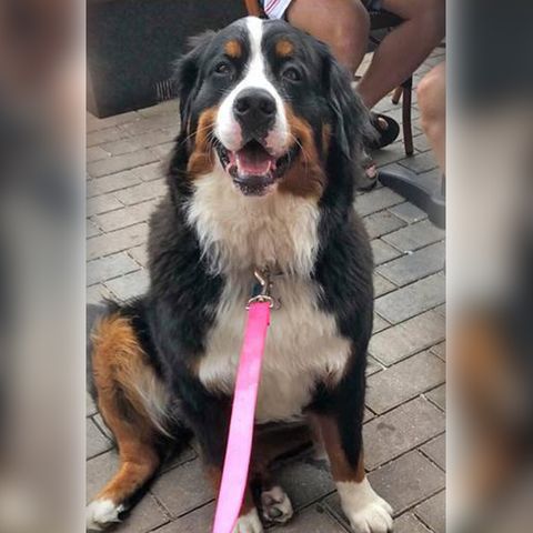 Rockland Family Searching For Dog Scared Off By Fireworks