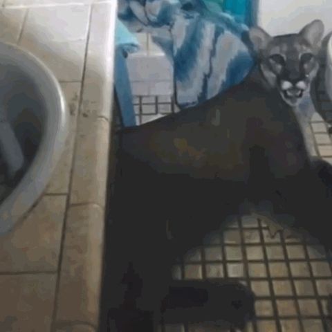 Un puma che occupa il bagno di casa