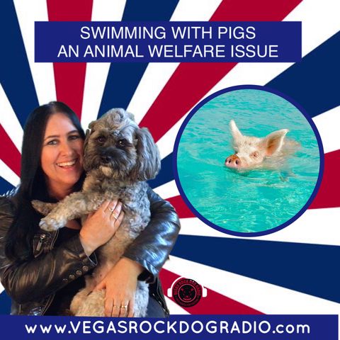 Swimming With Pigs An Animal Welfare Issue