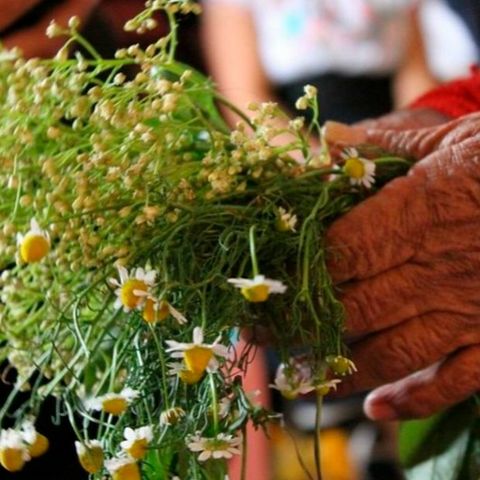 Aprende a curar los síntomas de Covid-19 con plantas medicinales, capítulo 2, en Ombeayiüts