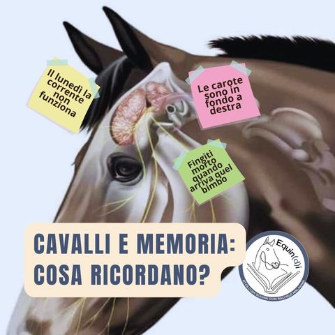 Cavalli e memoria: cosa e quanto ricordano?