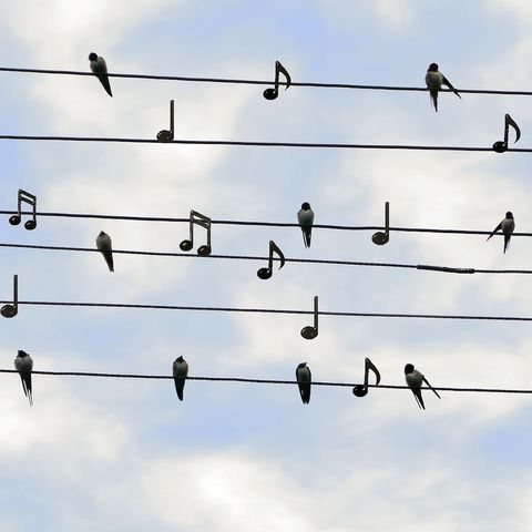 Sonore vibrazioni