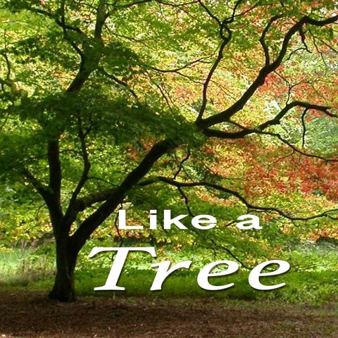 Psalm 1:2-3, Like a Tree
