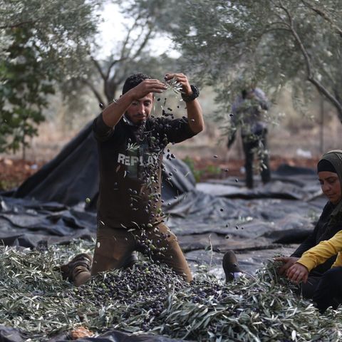 'A land that we own': Palestinian farmers resist Israeli expansion in the West Bank