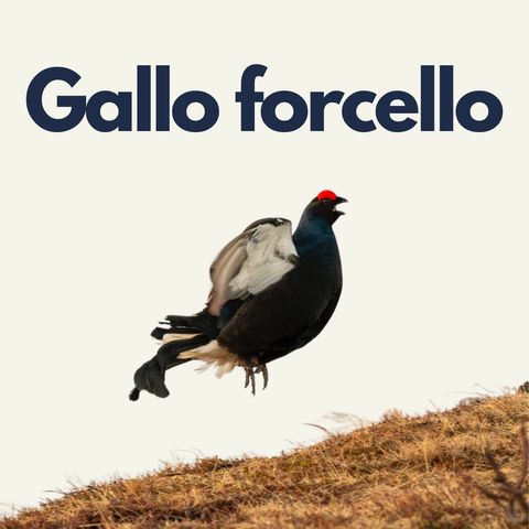 163 - Fuori Traccia: Gallo Forcello