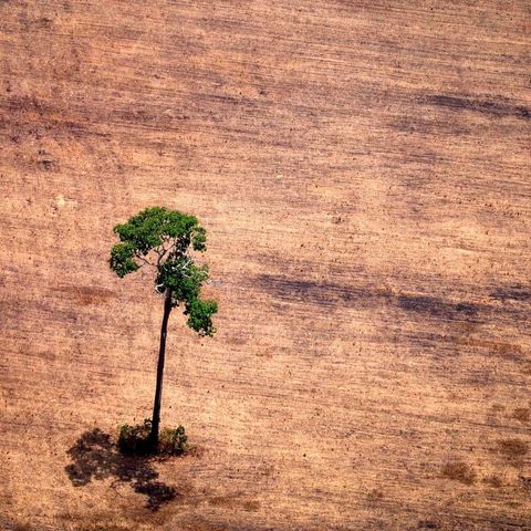 Amazon rainforest decline: Can we save the Lungs of the World?