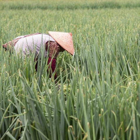 How Climate Change Is Reshaping Agriculture