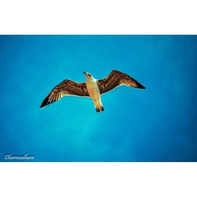 9 Puntata di Stay Tuned di Dharma & Padme 27 Aprile